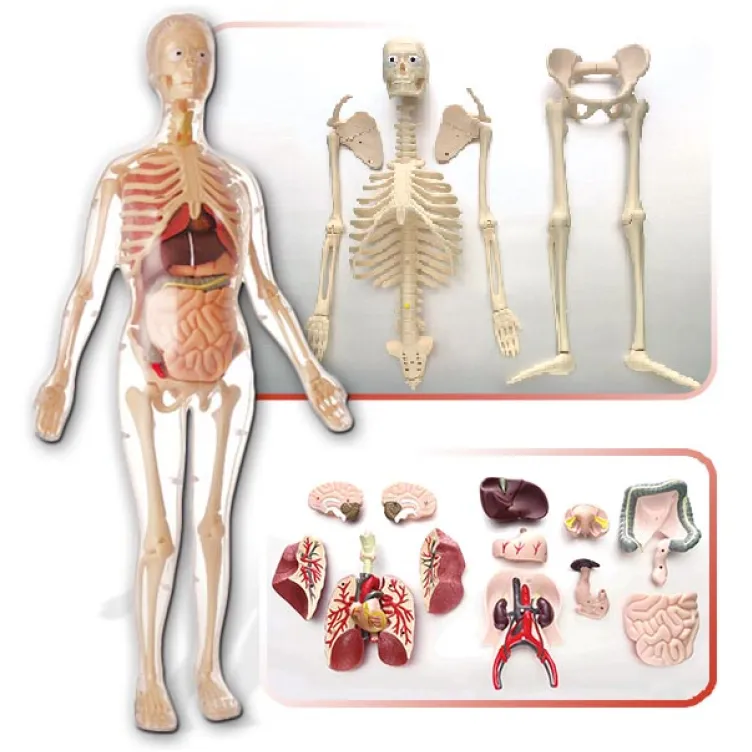 edukativna igračka anatomija žene