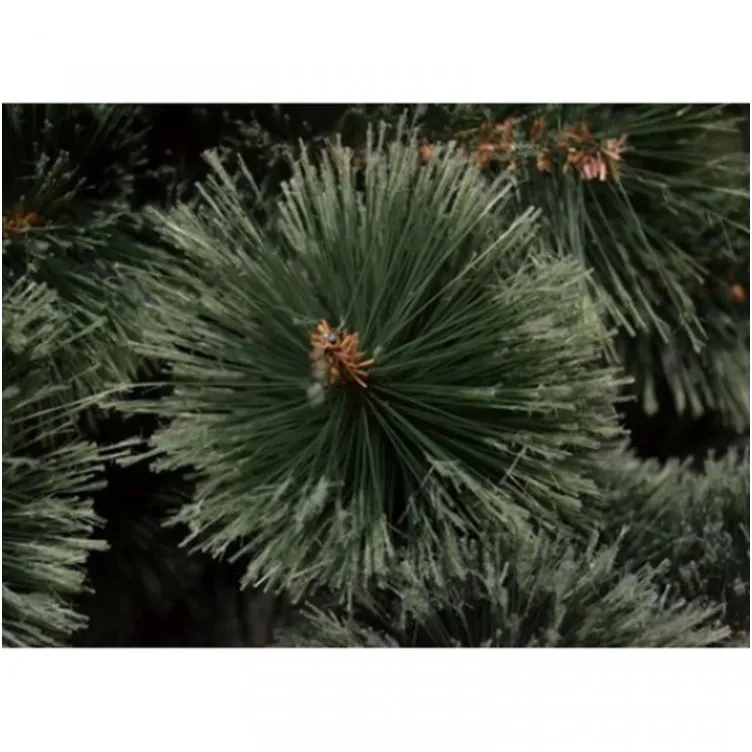 Novogodišnja jelka Bor sa podeljenim iglicama 250 cm
