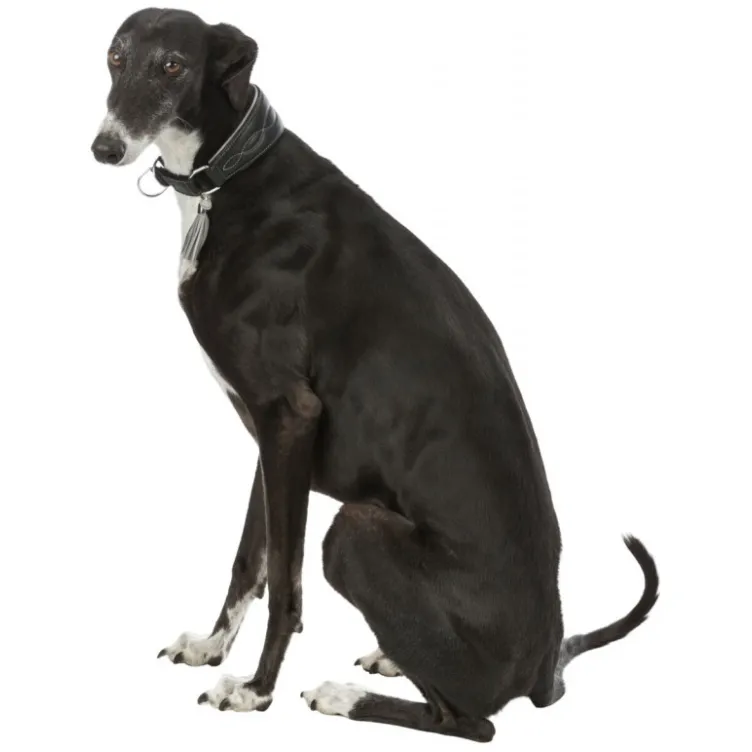 Ogrlica za Hrta koža  S 27-35cm/55mm  crno siva