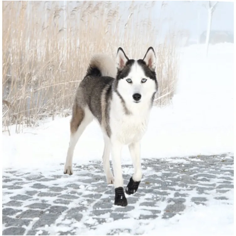 Zaštitne Čizmice Za Pse Walker Active L-XL