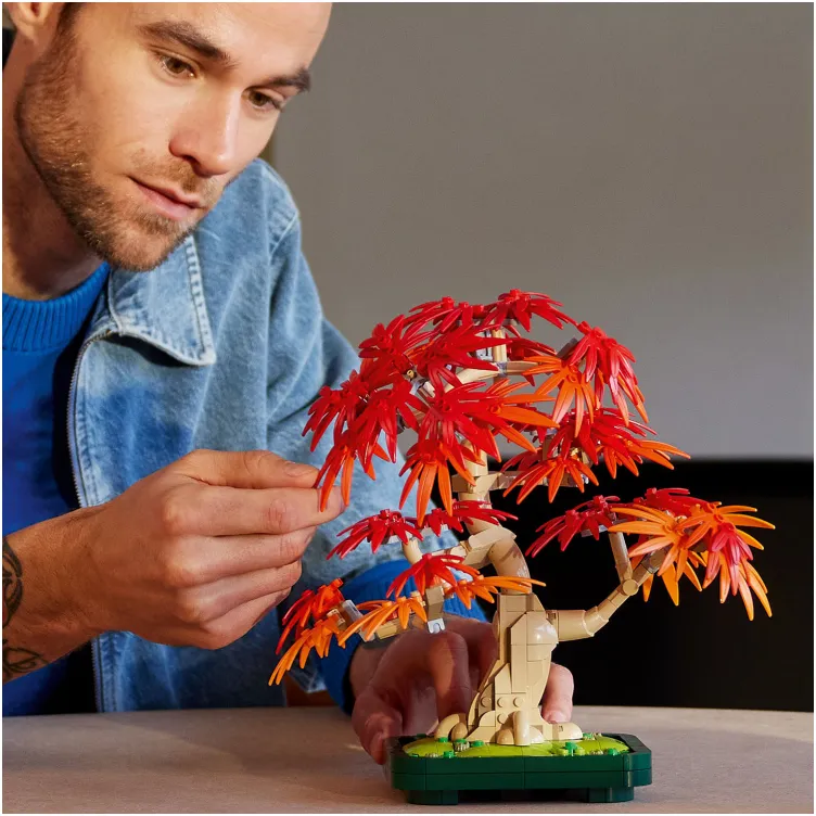 10348 Crvenolisni japanski bonsai javor