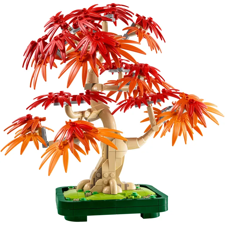 10348 Crvenolisni japanski bonsai javor
