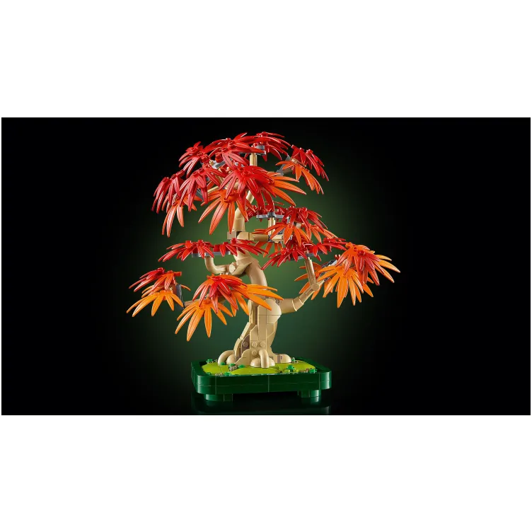 10348 Crvenolisni japanski bonsai javor