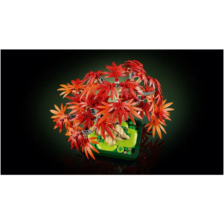 10348 Crvenolisni japanski bonsai javor