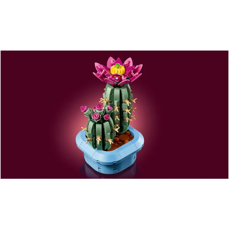 11509 Kaktus u cvetu