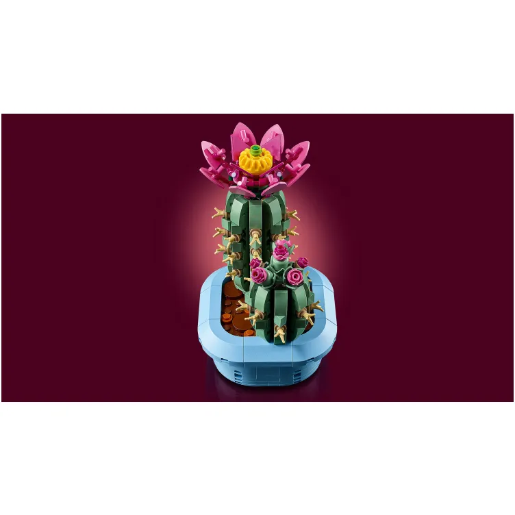 11509 Kaktus u cvetu