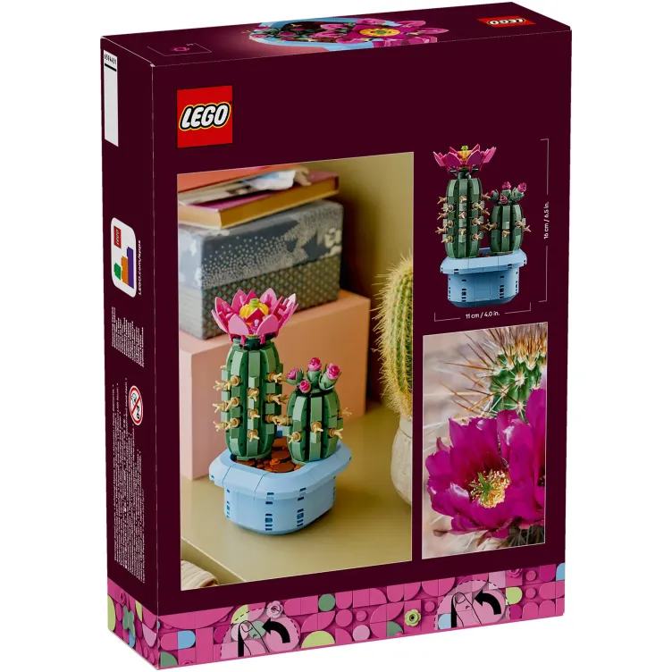 11509 Kaktus u cvetu