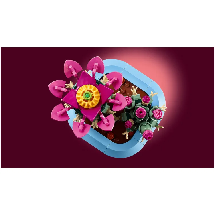 11509 Kaktus u cvetu