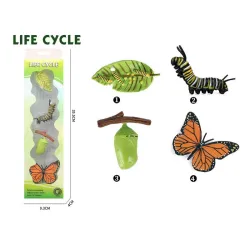 Životni ciklus leptira set od 4 dela