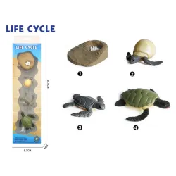Životni ciklus kornjače set od 4 dela