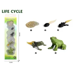 Životni ciklus žabe set od 4 dela
