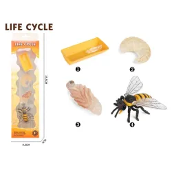 Životni ciklus pčele set od 4 dela