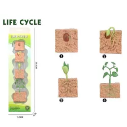 Životni ciklus biljke set od 4 dela