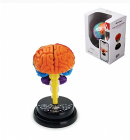 Model ljudskog mozga 4d 35001 