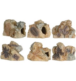 Fosil 8-9 cm